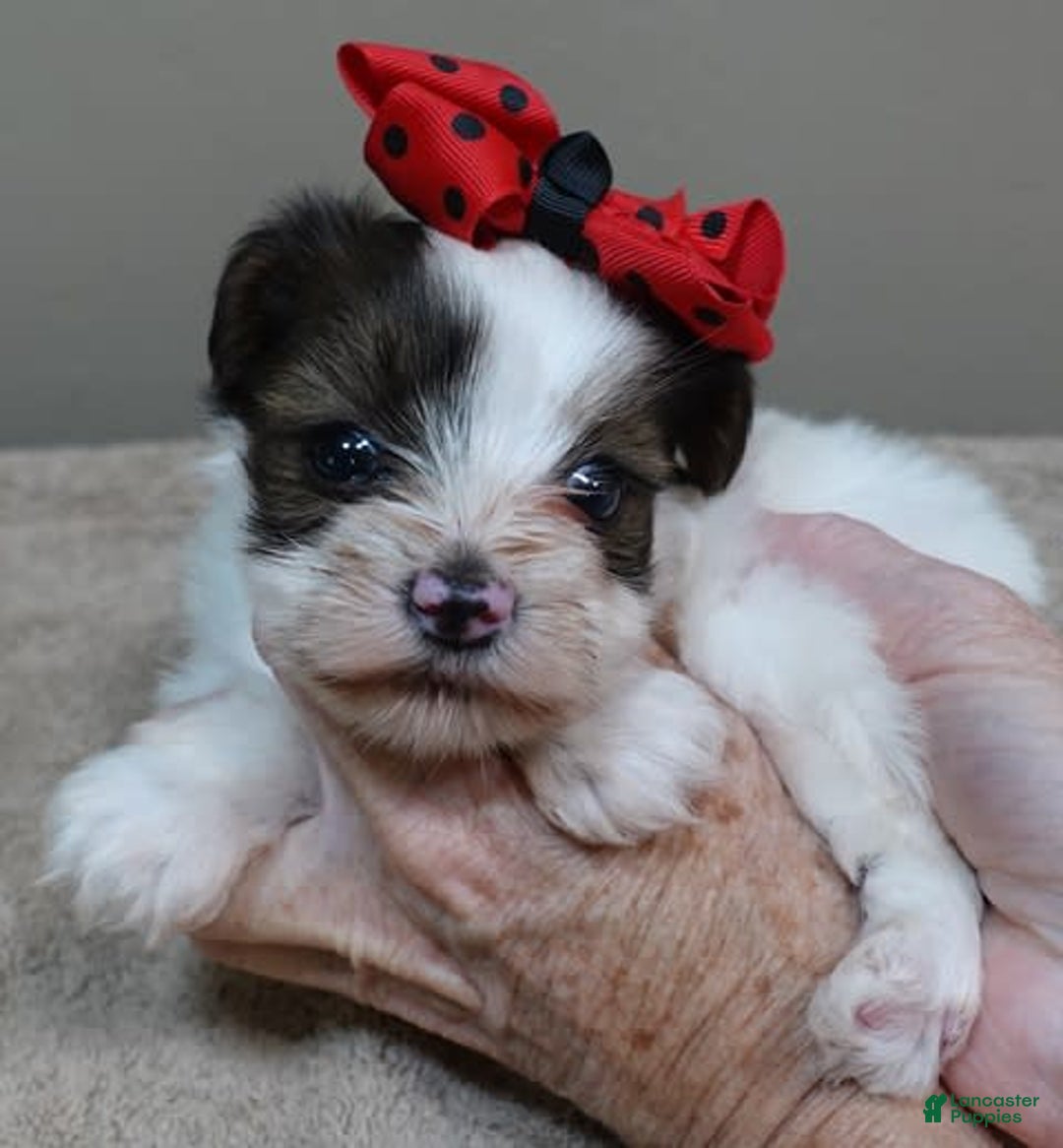 Yorkshire Terrier dogs for sale: Bambi - Image 6
