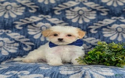 Maltese dogs for sale: Graham - Image 2