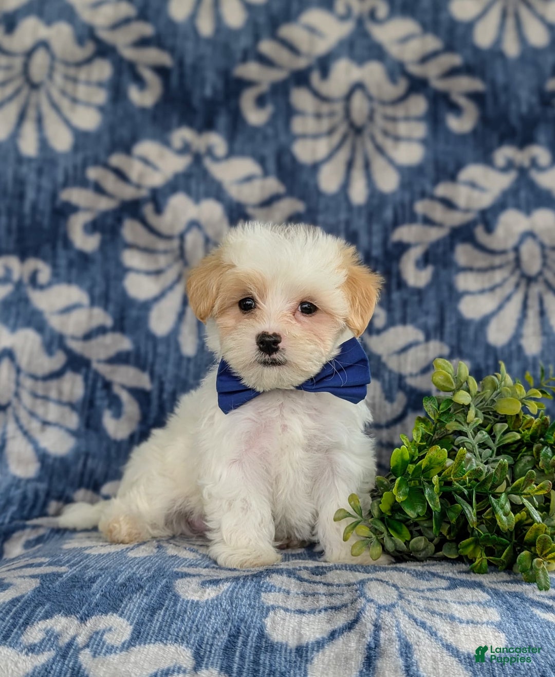 Maltese dogs for sale: Graham - Image 2