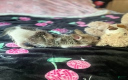 Chihuahua dogs for sale: May - Image 3