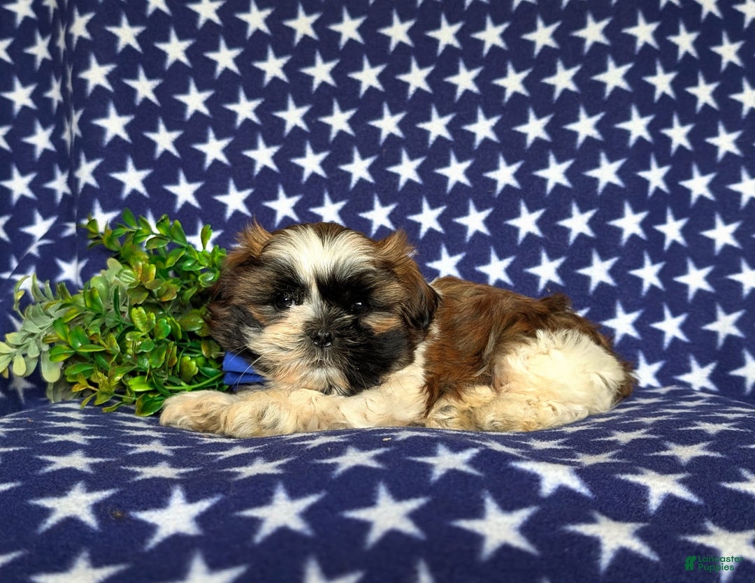 Shih Tzu dogs for sale: Dale - Image 3