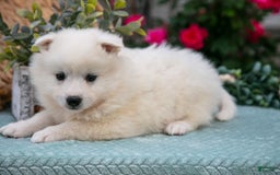 American Eskimo dogs for sale: Icee - Image 1