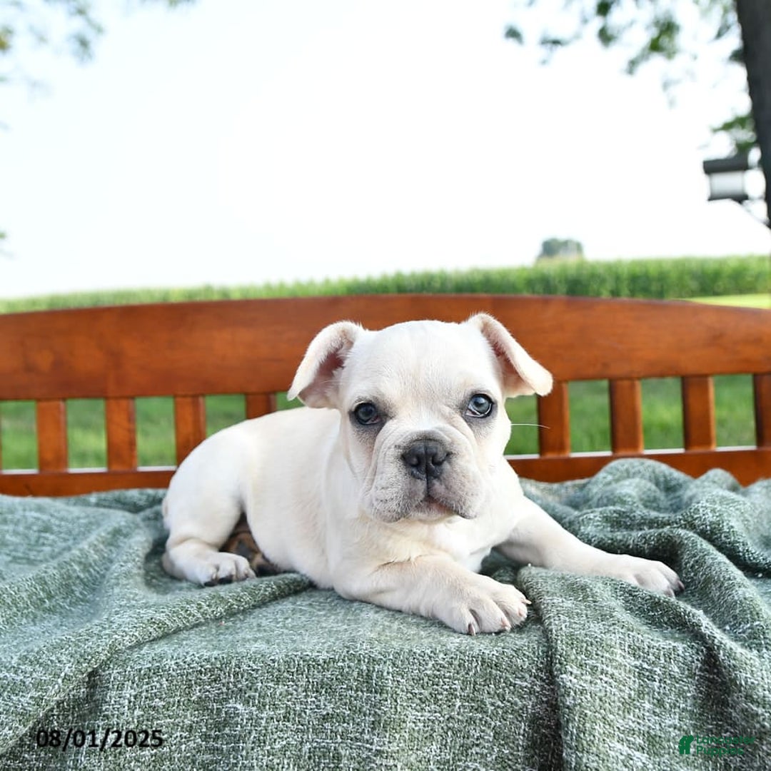 French Bulldog dogs for sale: Lilac - Image 14