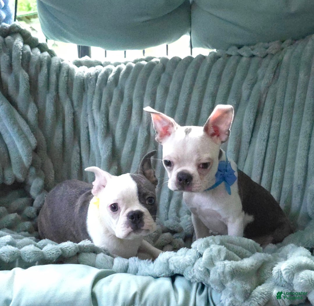 Boston Terrier dogs for sale: Nolan - Image 15
