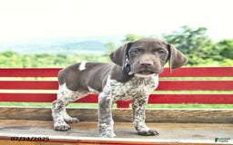 German Shorthaired Pointer dogs for sale: Brook - Image 2