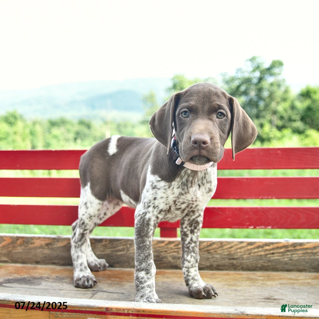 German Shorthaired Pointer dogs for sale: Brook - Image 2