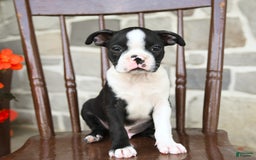 Boston Terrier dogs for sale: Basil - Image 2