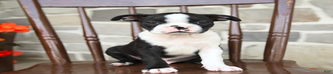 Basil