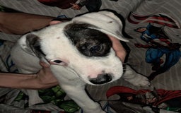 Dogo Argentino dogs for sale: Oreo - Image 5