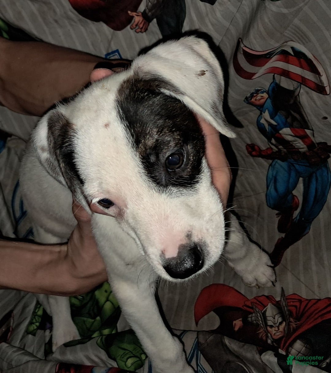 Dogo Argentino dogs for sale: Oreo - Image 5