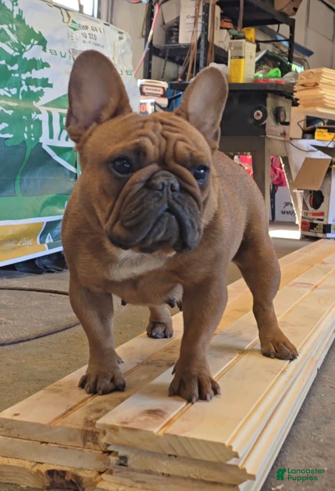 French Bulldog dogs for sale: Raider - Image 44
