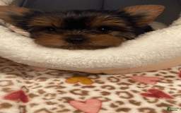 Yorkshire Terrier dogs for sale: Maximillian - Image 3