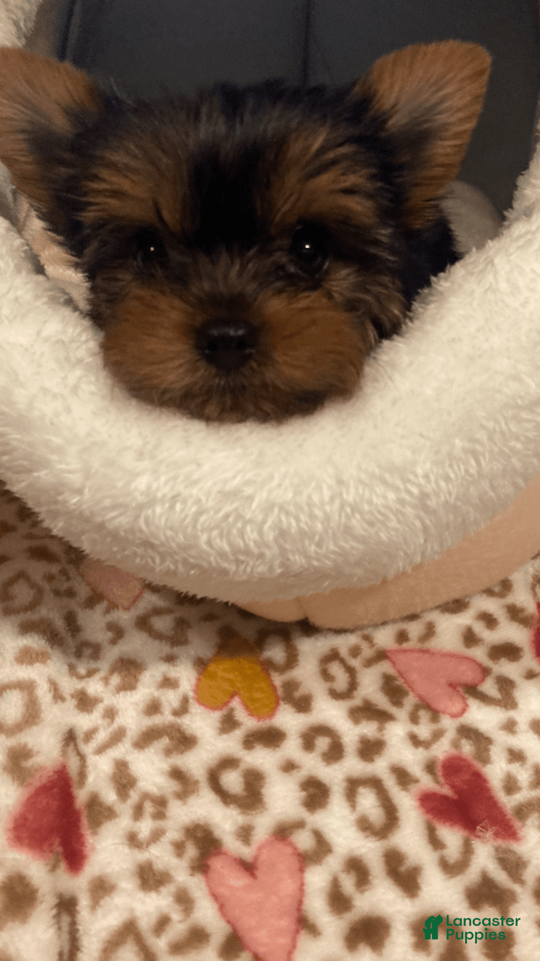 Yorkshire Terrier dogs for sale: Maximillian - Image 3