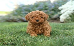 Toy Poodle dogs for sale: Coconut - Image 4