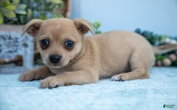 Chihuahua dogs for sale: Paul - Image 1