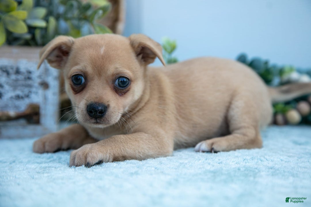 Chihuahua dogs for sale: Paul - Image 1