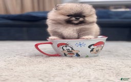 Pomeranian dogs for sale: Mila - Image 7