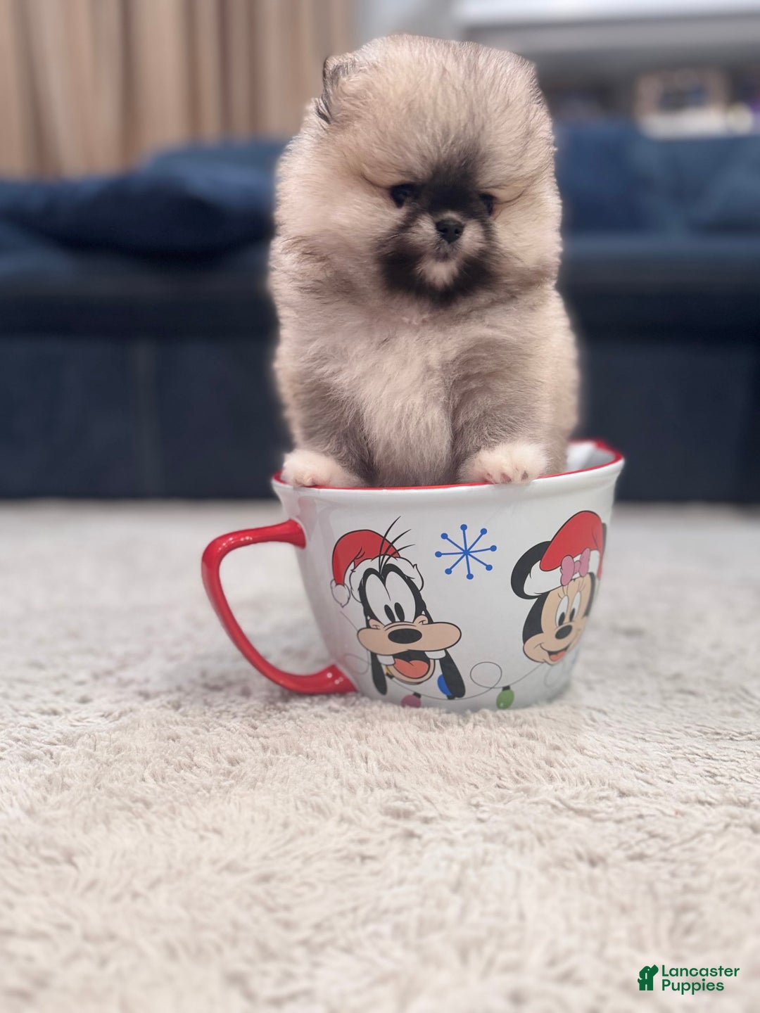 Pomeranian dogs for sale: Mila - Image 7