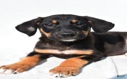 German Shepherd dogs for sale: Pansy - Image 6