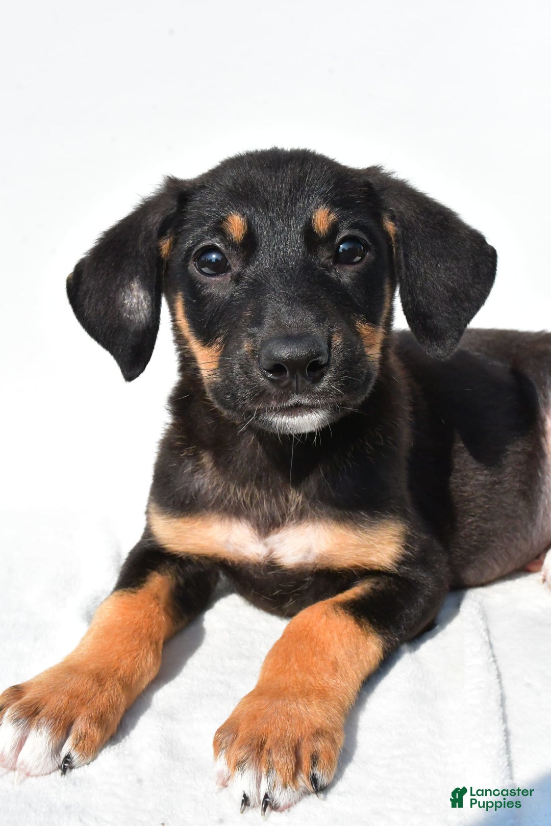 German Shepherd dogs for sale: Pansy - Image 6