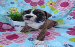 Boxer dogs for sale: Ryder - Image 11