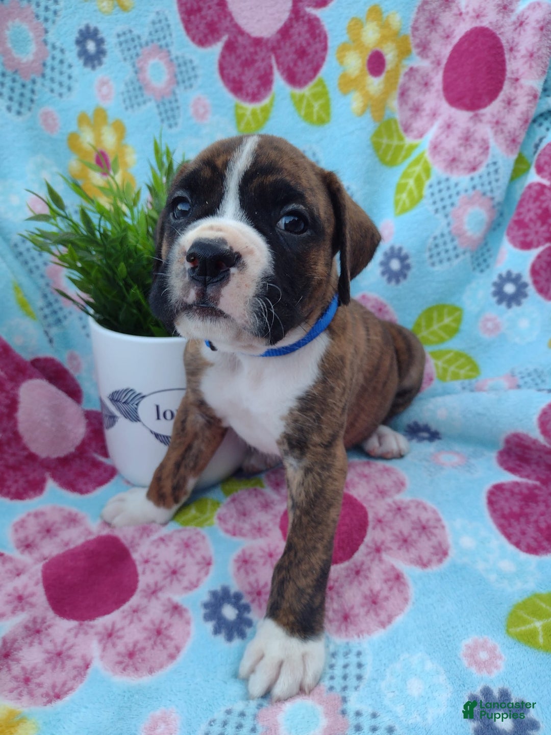 Boxer dogs for sale: Ryder - Image 11