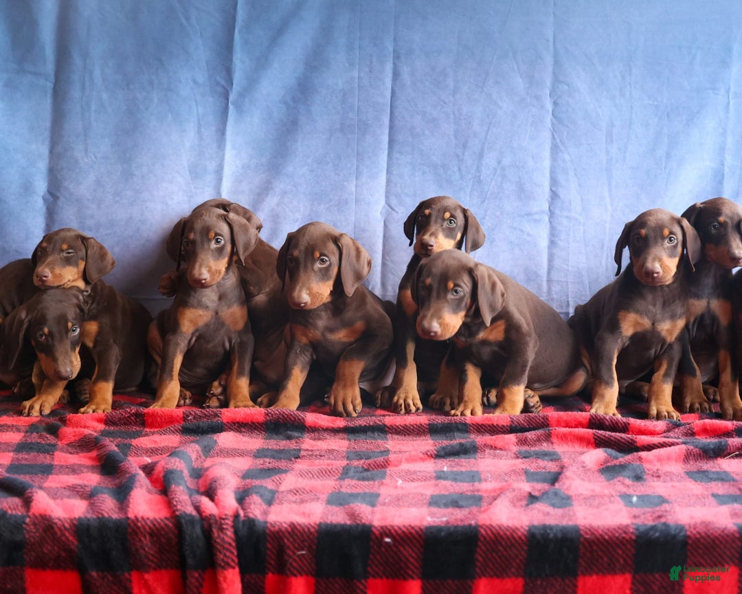 Doberman Pinscher dogs for sale: DIAMOND - Image 8