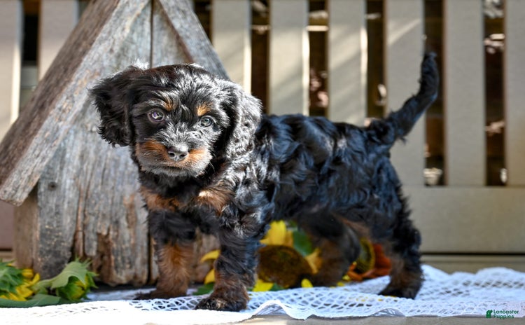 Cavapoo dogs for sale - Ad 3
