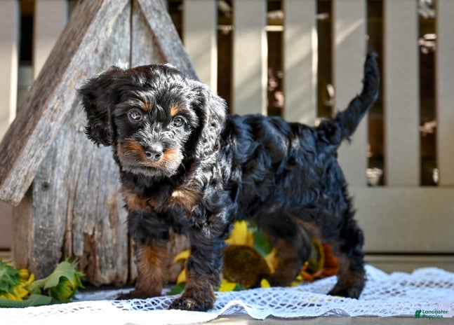 Cavapoo dogs for sale - Ad 3
