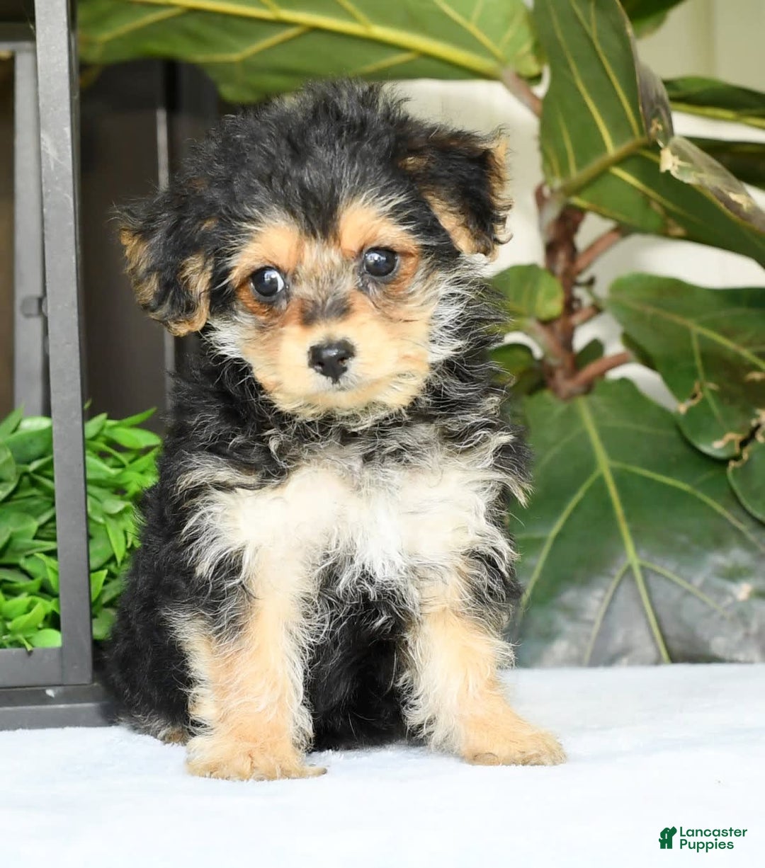 Yochon dogs for sale: Ricky - Image 14