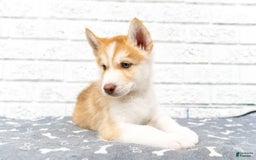 Alaskan Malamute dogs for sale: Chopper - Image 8