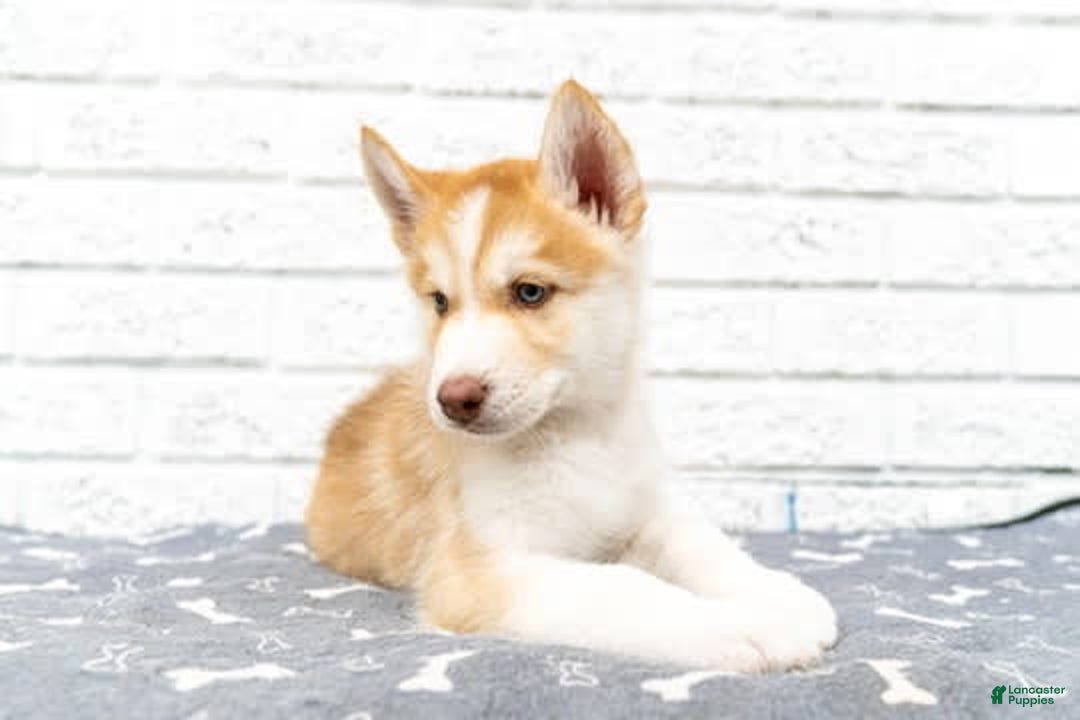 Alaskan Malamute dogs for sale: Chopper - Image 8