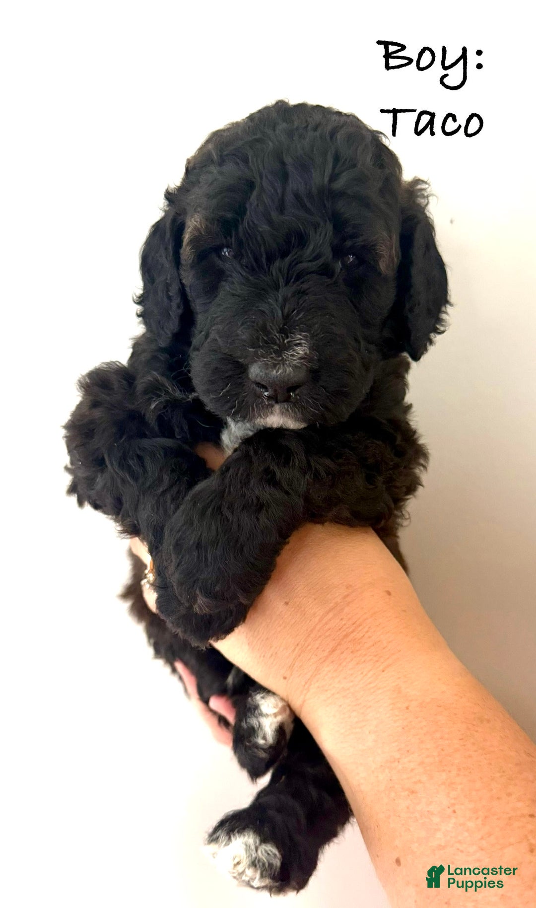 Bernedoodle dogs for sale: White Collar Boy - Image 4