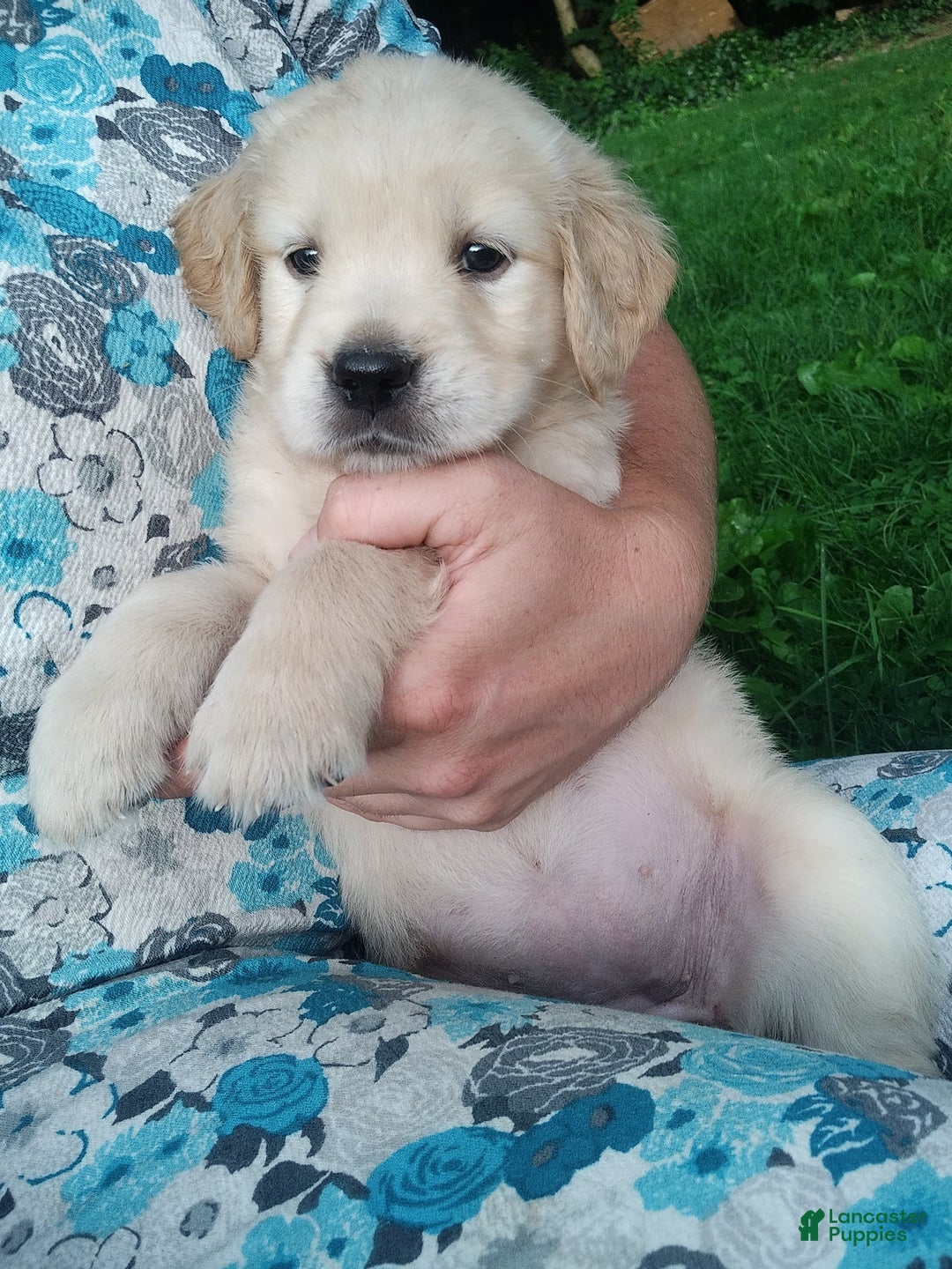 Golden Retriever dogs for sale: Prairie - Image 27