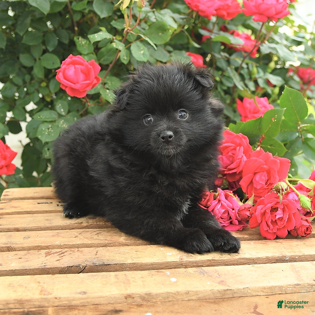 Pomeranian dogs for sale: Jordan - Image 8