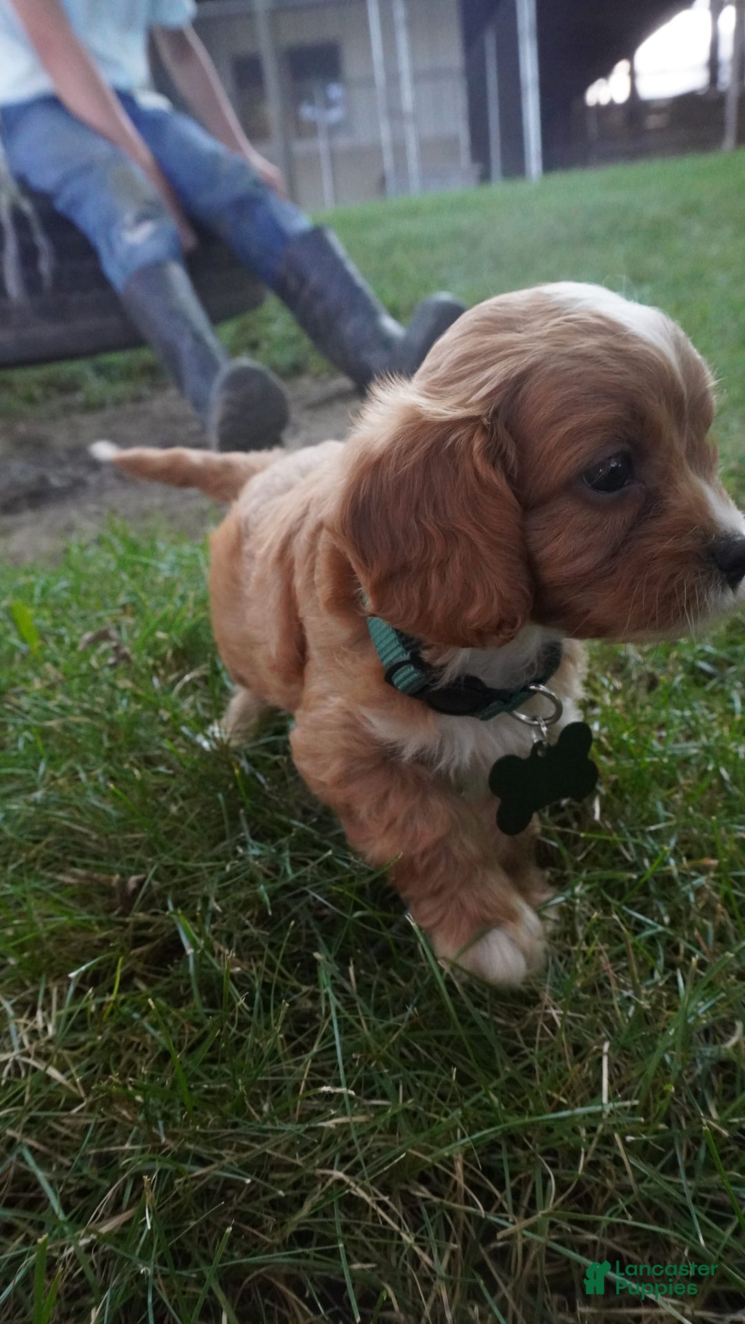 Cavapoo dogs for sale: Taffy - Image 6