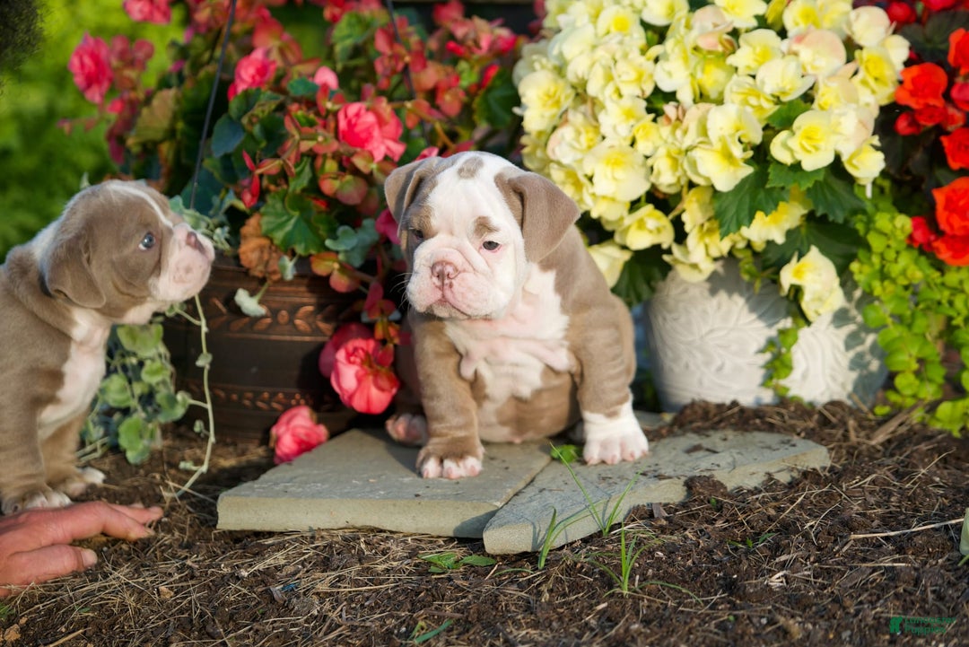 English Bulldog dogs for sale: Lucy - Image 5