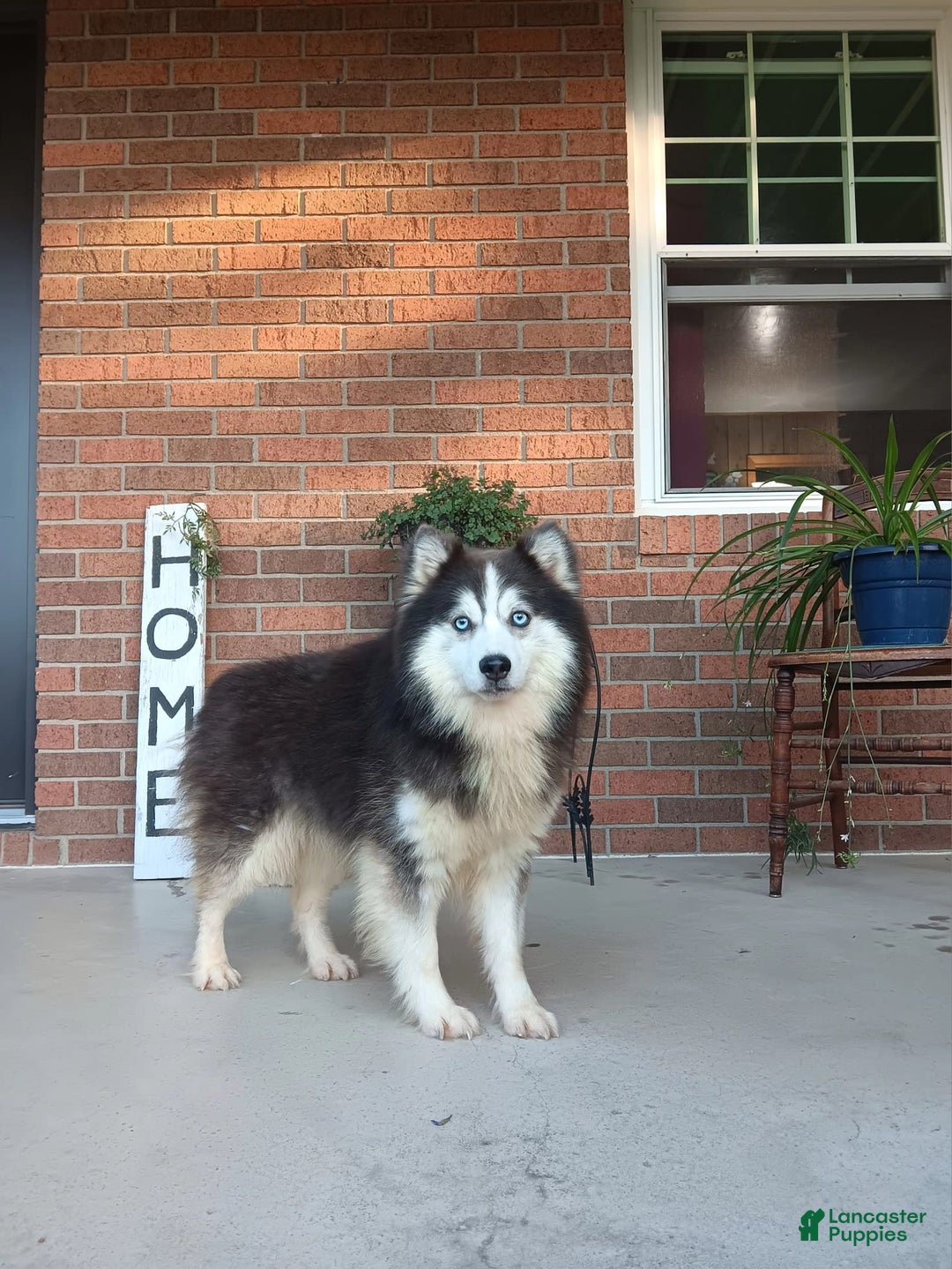 Pomsky dogs for sale: Callie - Image 8