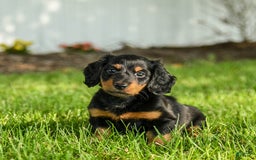 Miniature Dachshund dogs for sale: Coco - Image 2