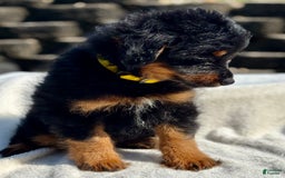 Australian Shepherd dogs for sale: Ms Cutie Mini - Image 2