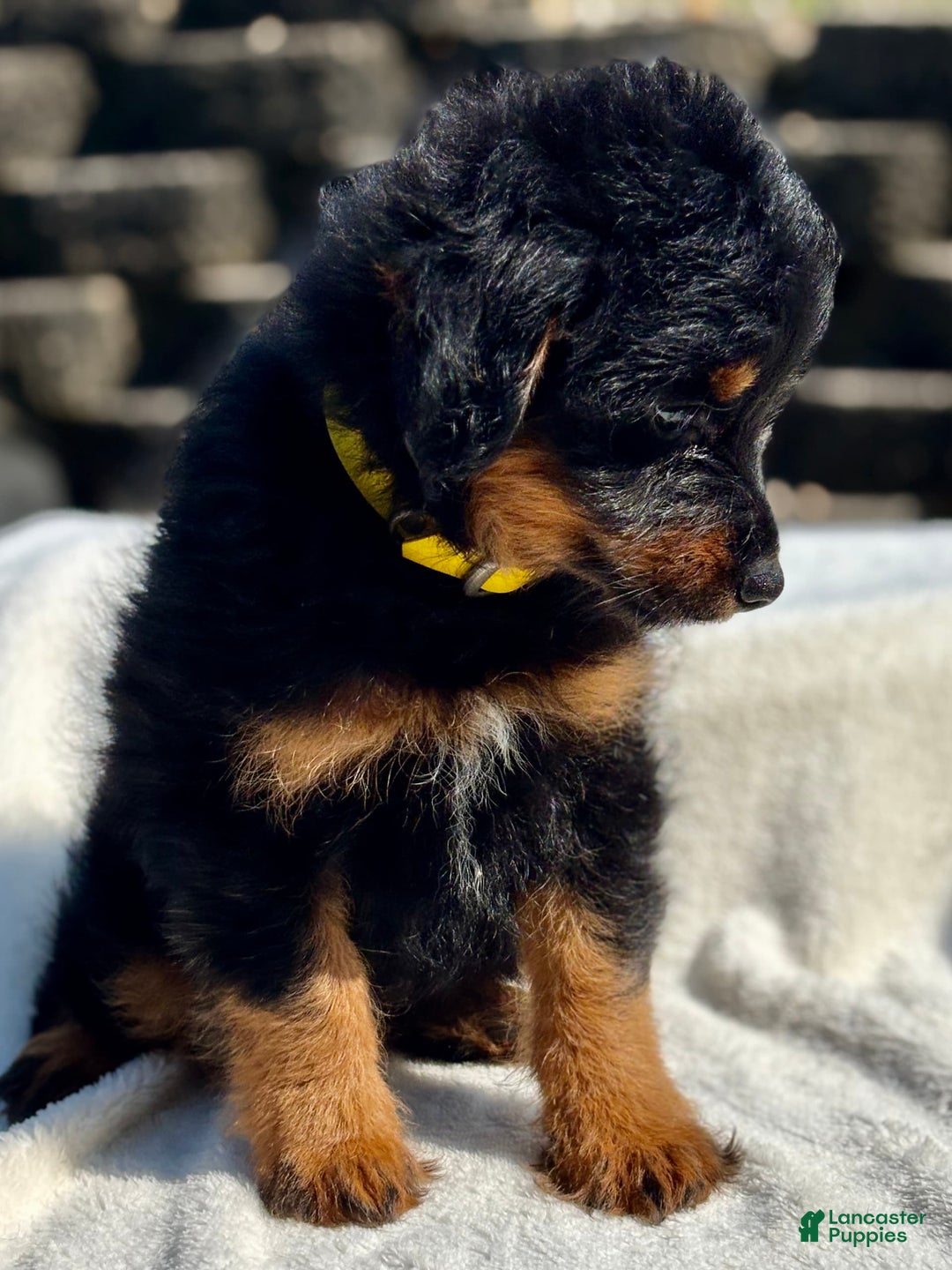 Australian Shepherd dogs for sale: Ms Cutie Mini - Image 2