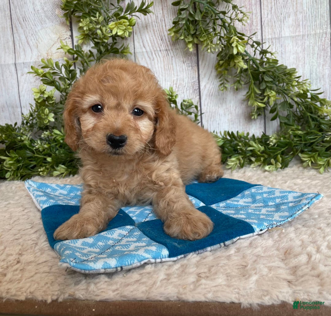 Doxiepoo dogs for sale: Davy - Image 6