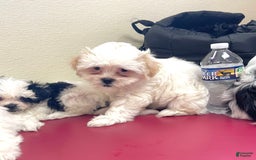 Shih Tzu dogs for sale: Ash - Image 1