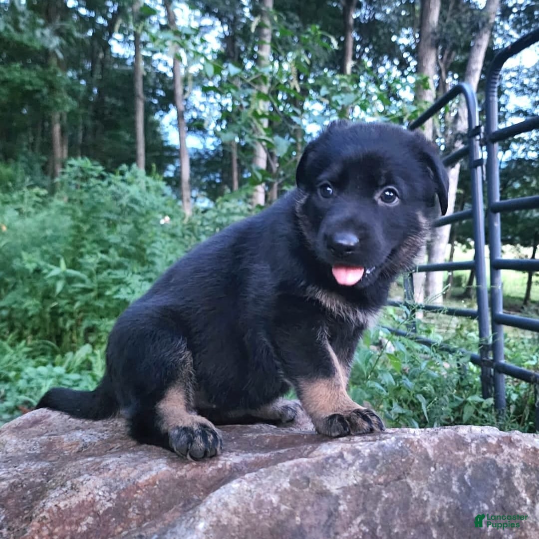 German Shepherd dogs for sale: Kat - Image 10