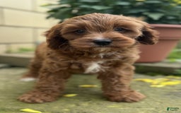 Cavapoo dogs for sale: Ottis - Image 6