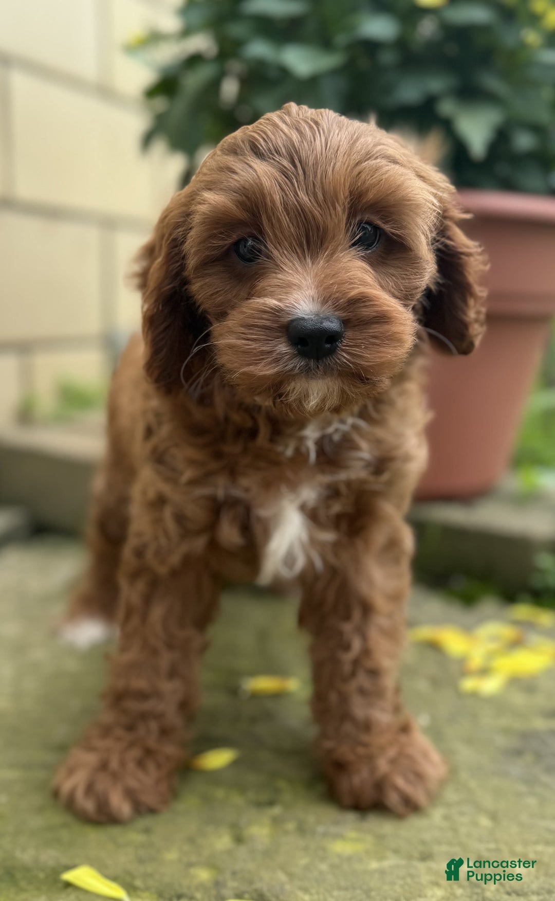 Cavapoo dogs for sale: Ottis - Image 6