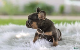 French Bulldog dogs for sale: Leo - Image 5