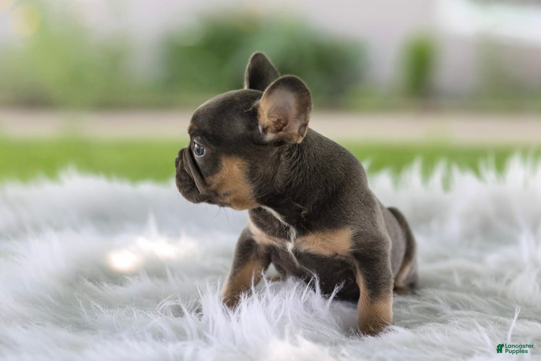 French Bulldog dogs for sale: Leo - Image 5