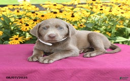 Labrador Retriever dogs for sale: Candice - Image 5