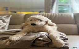 Goldendoodle dogs for sale: Buddy - Image 1